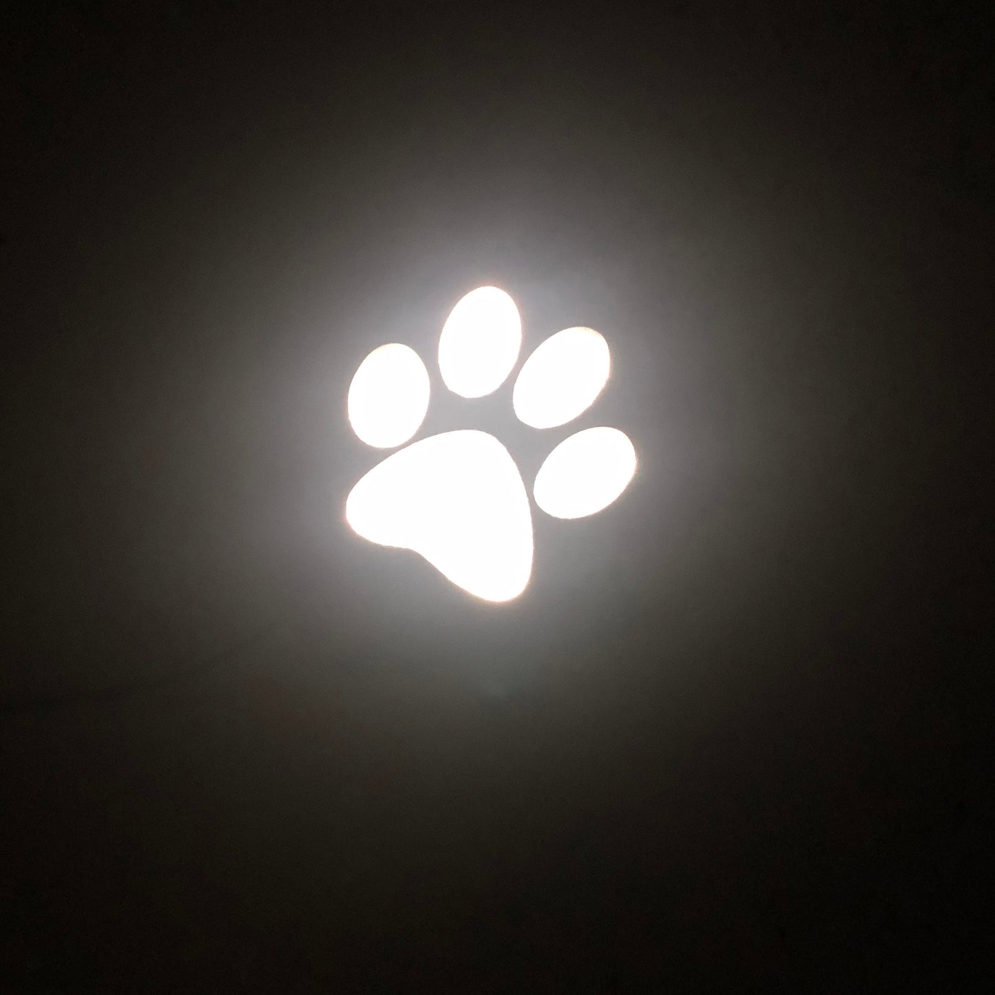PAW PRINT LIGHTBOX